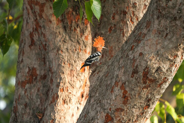 The Woodpecker lives naturally in Ayutthaya Province, Thailand.