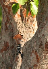 The Woodpecker lives naturally in Ayutthaya Province, Thailand.