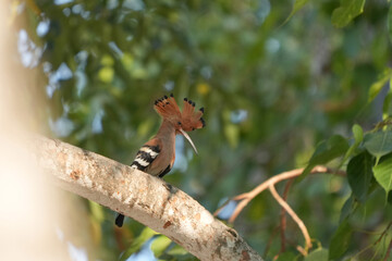 The Woodpecker lives naturally in Ayutthaya Province, Thailand.