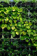 vertical garden. consists of miana or coleus atropurpureus, Dracaena reflexa, and asiatic jasmine or rachelospermum asiaticum plants