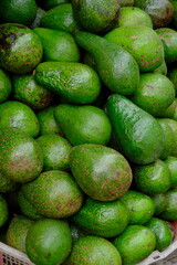 pile of fresh green avocados. Persea americana