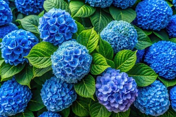 Aerial drone captures breathtaking blue hydrangea art: a stunning floral sphere.