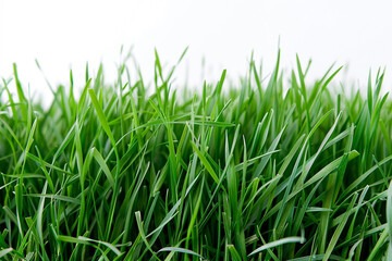 Fototapeta premium Macro Shot of Grass Field