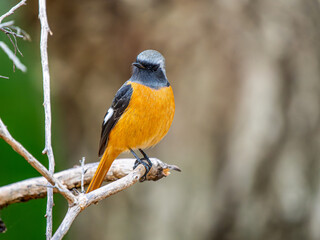 枝にとまるジョウビタキのオス