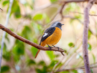 枝にとまるジョウビタキのオス