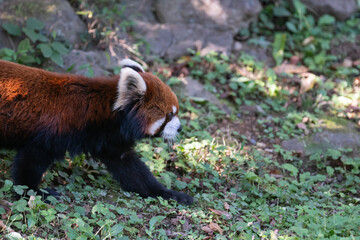 歩いている可愛いレッサーパンダ