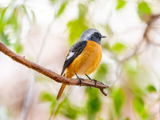 枝にとまるジョウビタキのオス