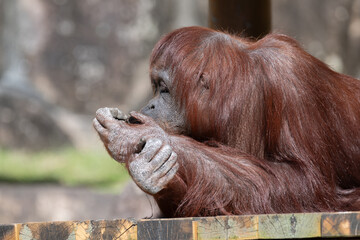 のんびり過ごす可愛いオランウータン