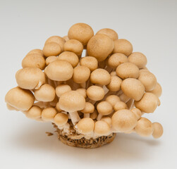 ブナシメジ　白背景