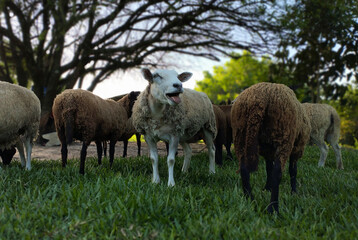 A sheep highlighted in the middle of a flock, bleating with its mouth open. The image captures the dynamics and life in the pasture, emphasizing the interaction among the animals in the group.