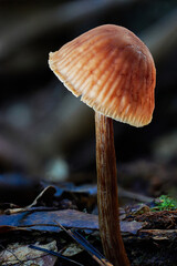 Magical and beautiful mushrooms from the forest.