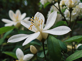white jasmine