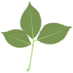 Tropical Leaves Illustration. Flat Cartoon Design of Plant and Flower. Isolated Vector