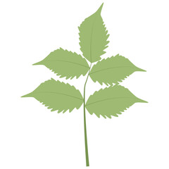 Fototapeta premium Tropical Leaves Illustration. Flat Cartoon Design of Plant and Flower. Isolated Vector