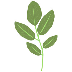 Tropical Leaves Illustration. Flat Cartoon Design of Plant and Flower. Isolated Vector