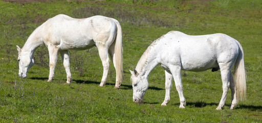 Two Warmblood Horses Grazing in the Field in Northern California.