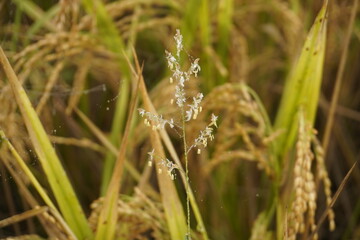 Close-up of Rice Plant with Blossoms, Ornamental Grass flower
