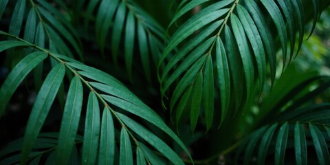 Lush Green Palm Fronds, a Vibrant Tropical Background Image