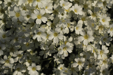 White flowers Jaskolka felt, snow carpet, perennials - small flowers, growing carpet, for flowerbeds and alpine slides.. spring. garden. Bardure flowers. Floral background