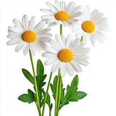 A photostock of beautiful daisies with white petals and yellow centers, arranged in a natural bouquet on a clean white background, symbolizing freshness and simplicity. High Quality © niramol