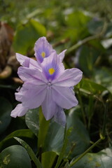 Close-up of Water Hyacinth Flower