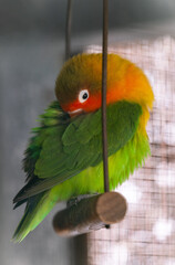 portrait of a Sun Conure parrot