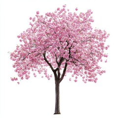 Sakura blossom flower tree flowers illustration beautiful.