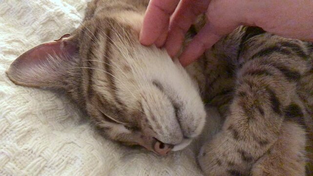 Pet love. Female hand stroking Bengal cat sleeping on the bed.