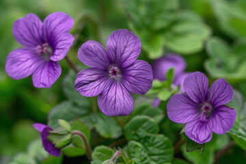 Purple Flower Macro Shot
