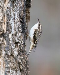 Brown creeper bird on tree bark