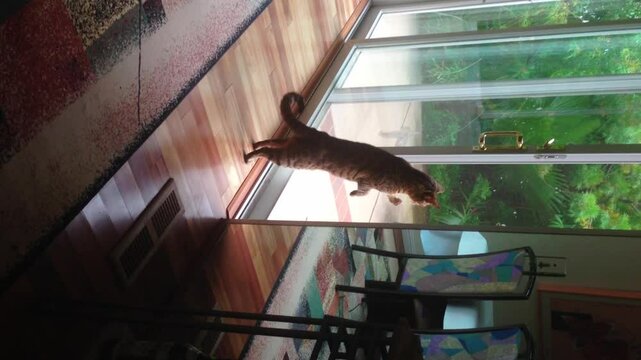 Bengal cat standing on hind legs by the window looking outside on the street  