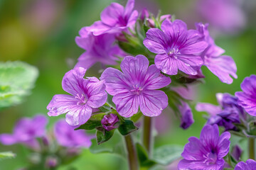 Fototapeta premium Purple Flower Macro Shot