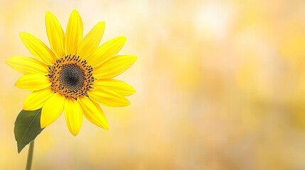 Obraz premium Vibrant Single Sunflower Blooming in Sunny Field