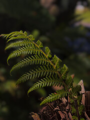 Lush Australian Greenery: Close-Up of Vibrant Leaves.
Australian Wilderness