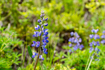 Blooming lupine flower in the field in the forest purple spring and summer flower