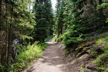 Fototapeta premium trail scenery summer forest spruce trees in Canadian park sunny day