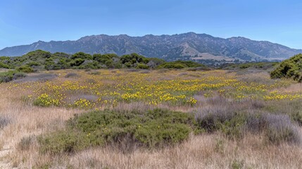 Fototapeta premium Wildflowers Bloom Abundantly Before Majestic Mountain Range