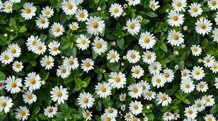 daisy seamless pattern wallpaper