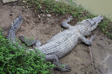close-up large crocodile resting on muddy bank of a pond viewed from above