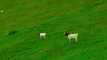 Fototapeta premium Two goats on a green meadow