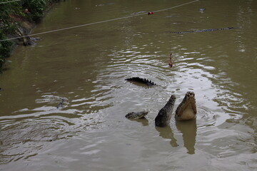 three crocodiles in a muddy pond eyeing food suspended overhead
