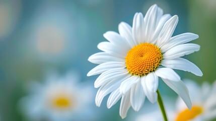 daisy seamless pattern wallpaper