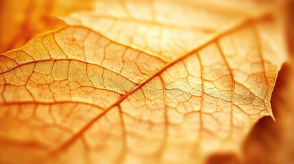 Obraz premium An intricate close-up of a golden autumn leaf, showcasing its delicate veins and warm hues