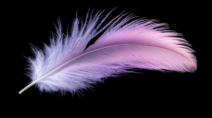 Obraz premium Colorful feather rests gracefully against a dark background revealing delicate textures