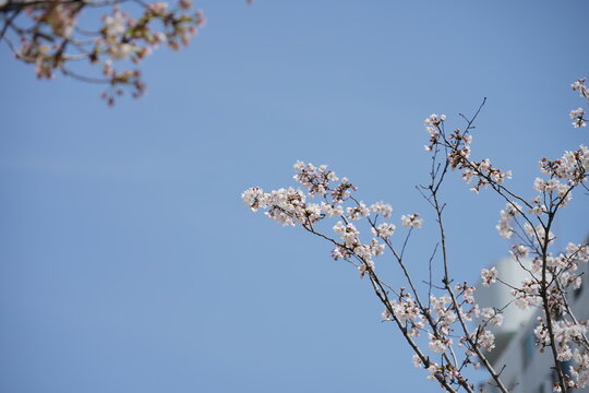 벚꽃,  벚꽃배경화면, 벚꽃사진, 벚꽃이미지,  벚꽃풍경, 벚꽃햇살, 