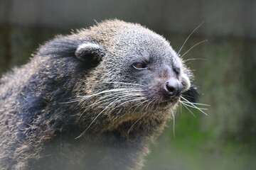 macro close-up lone otter face in three-quarter profile