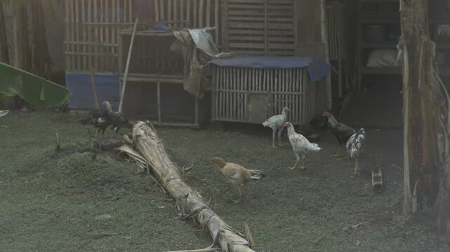 A bunch of chickens in the yard
