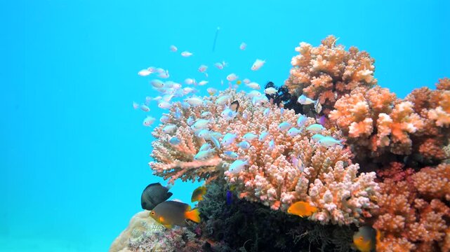 Scuba diving with coral reef fish schooling above healthy coral reef in the south Pacific	
