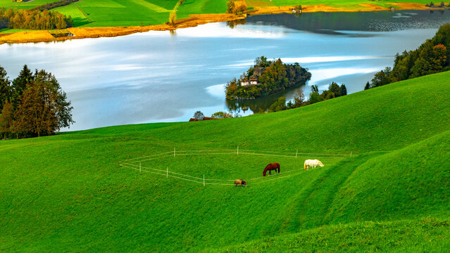 Family of horses feeding on grass on green meadow. Lake Lauerz