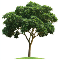 tree isolated on white background